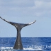 whale_humpback_h_00123_dom2164.jpg